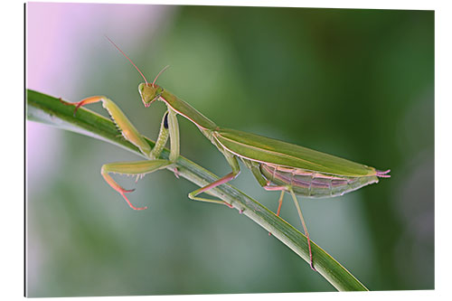 Gallery print Beautiful praying mantis