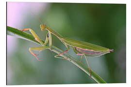 Magnettafel Schöne Gottesanbeterin