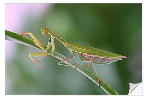 Selvklebende plakat Beautiful praying mantis