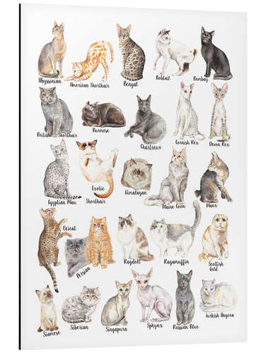 Aluminium print Cat Breeds