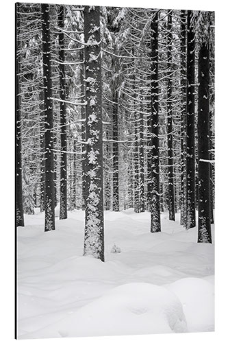 Alumiinitaulu Deep dark white FOREST