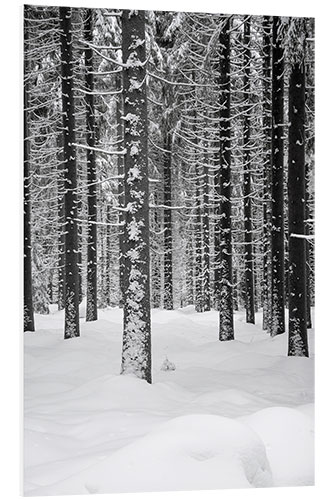 Bilde på skumplate Deep dark white FOREST