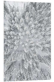 Foam board print Snowy FORESTS