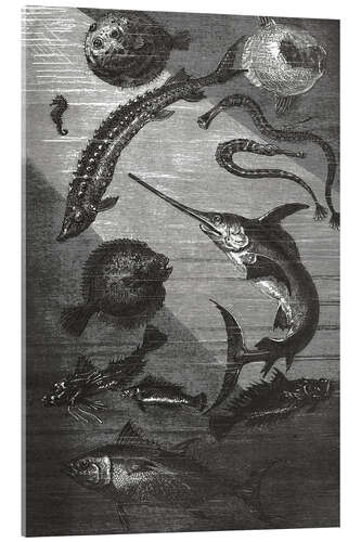Quadro em acrílico 20,000 Miles Under the Sea III
