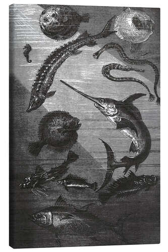 Obraz na płótnie 20,000 Miles Under the Sea III