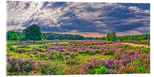 Acrylglasbild Wahner Heide mit blühender Besenheide