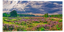 Acrylglas print Wahner heath with flowering broom heath