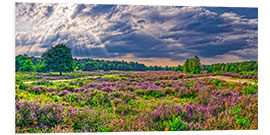 Foam board print Wahner heath with flowering broom heath