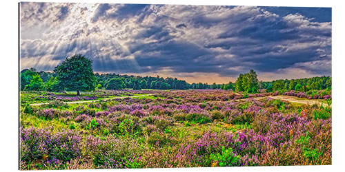 Gallery print Wahner heath with flowering broom heath