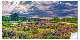 Wandsticker Wahner Heide mit blühender Besenheide