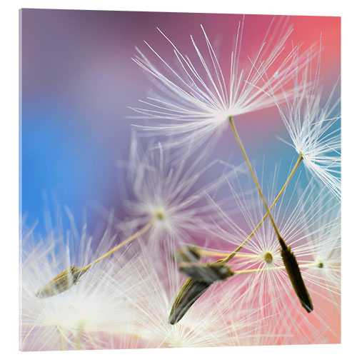 Acrylic print Dandelions magic III