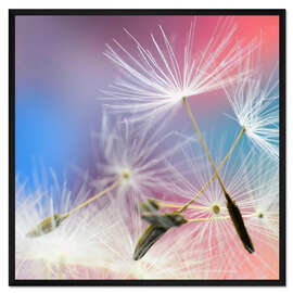 Gerahmter Kunstdruck Pusteblumenzauber III