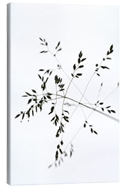 Obraz na płótnie  Blade of grass in the wind - Studio Nahili