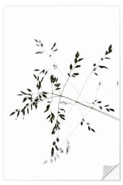 Wall sticker Blade of grass in the wind