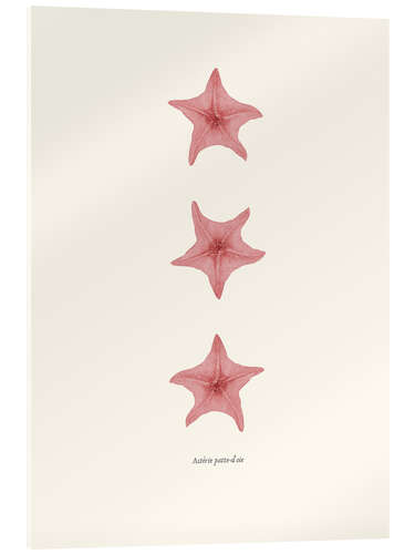 Acrylic print Astèrie patte-d'oie (pink starfish)