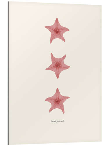 Aluminium print Astèrie patte-d'oie (pink starfish)