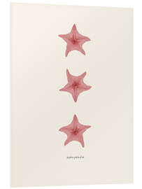 Foam board print Astèrie patte-d'oie (pink starfish)