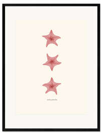 Framed art print Astèrie patte-d'oie (pink starfish)