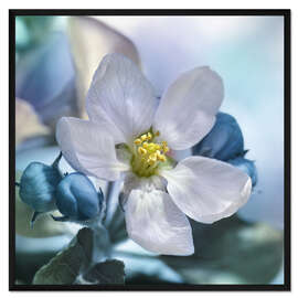 Gerahmter Kunstdruck Eine Blume im Frühling