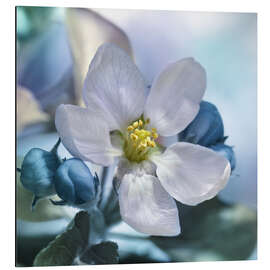 Magnettafel Eine Blume im Frühling