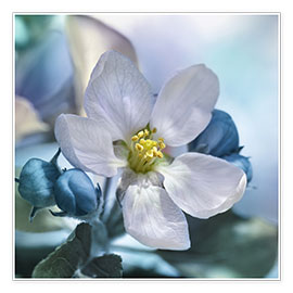 Poster Eine Blume im Frühling
