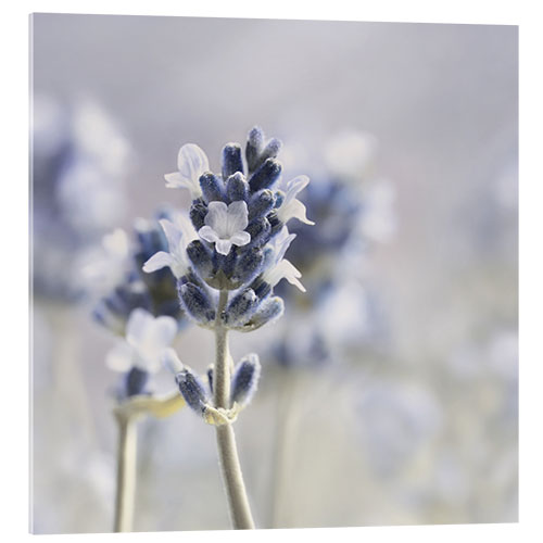 Acrylic print Summer Scent