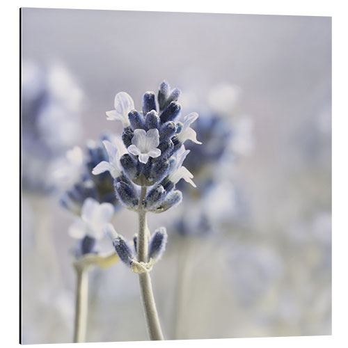 Aluminium print Summer Scent