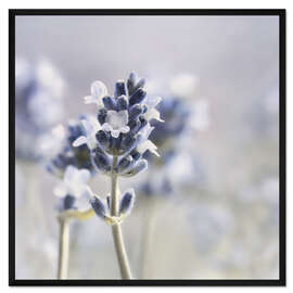 Gerahmter Kunstdruck Sommerduft