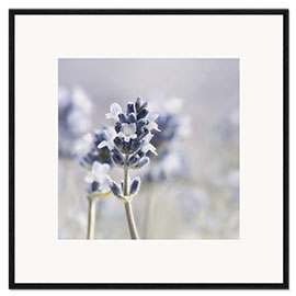 Ingelijste kunstdruk Summer Scent