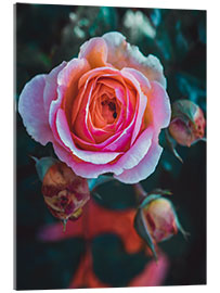 Acrylic print The Rose