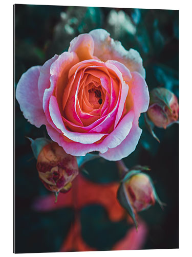 Gallery print The Rose