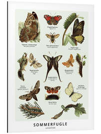 Magnettafel Schmetterlinge (Dänisch)