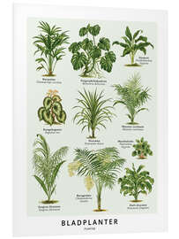 Foam board print Foliage plants (Danish)