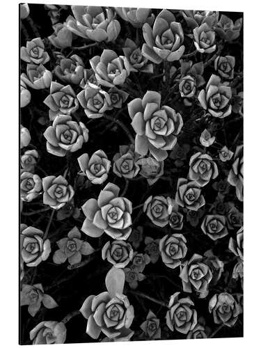 Aluminium print Succulent texture