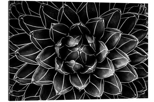 Gallery print Structure of an agave