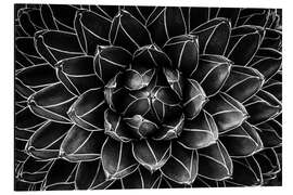 Magnettafel Struktur einer Agave