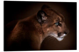 Acrylglasbild  Puma - Doris Reindl