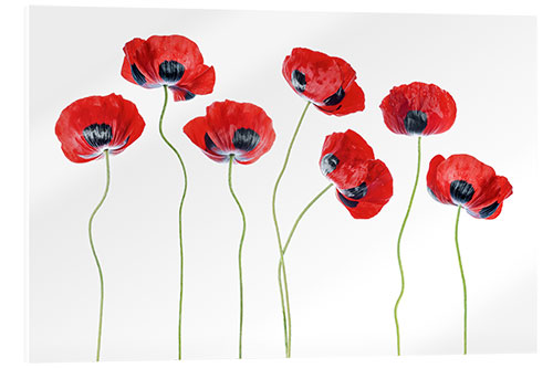 Acrylic print Ladybug poppies