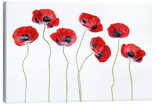 Leinwandbild Marienkäfer Mohnblumen