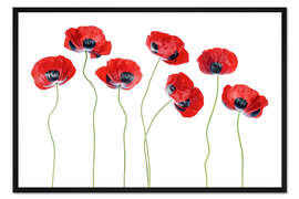 Gerahmter Kunstdruck Marienkäfer Mohnblumen