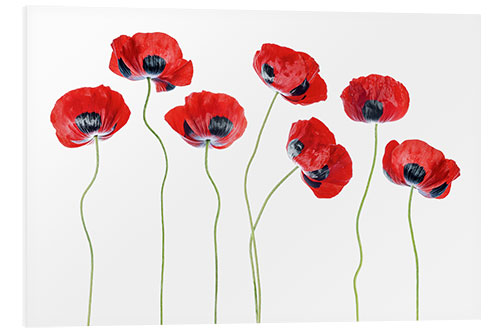 Tableau en PVC Coquelicots coccinelles