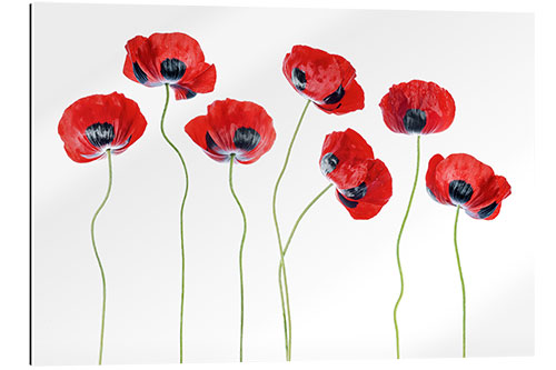 Galleriprint Ladybug poppies