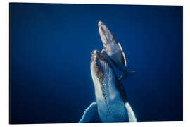 Magnettafel Kommt zurück an die Oberfläche