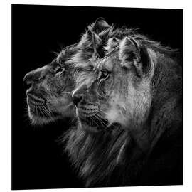 Aluminium print Portrait of a Lion and a Lioness