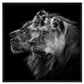Gerahmter Kunstdruck Porträt von Löwe und Löwin