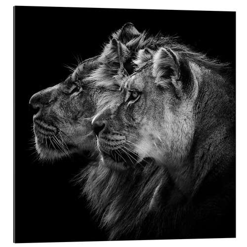 Gallery print Portrait of a Lion and a Lioness