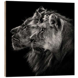 Trebilde Portrait of lion and lioness