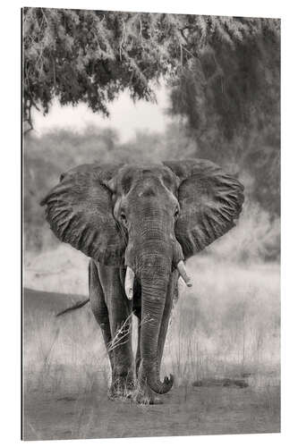 Galleriprint Lonely elephant