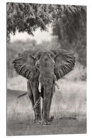 Gallery print Lonely elephant