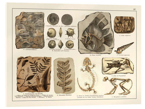 Akryylilasitaulu Fossils I